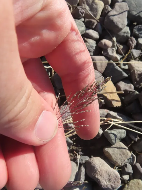 Spreading dropseed