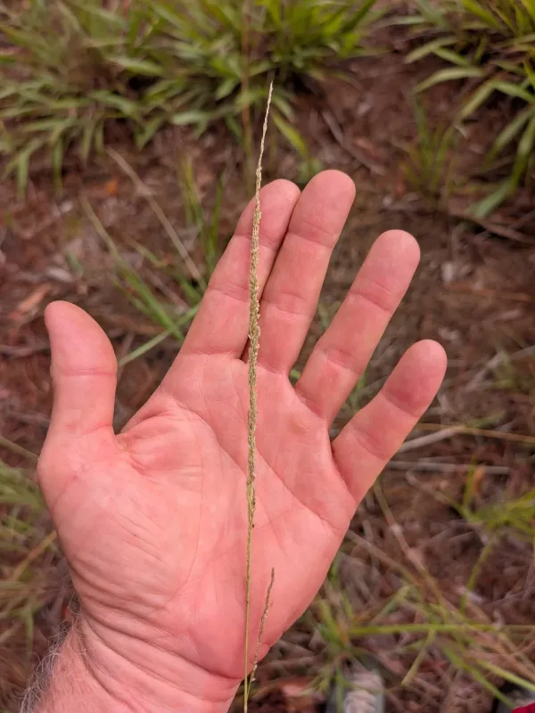 Sporobolus fertilis