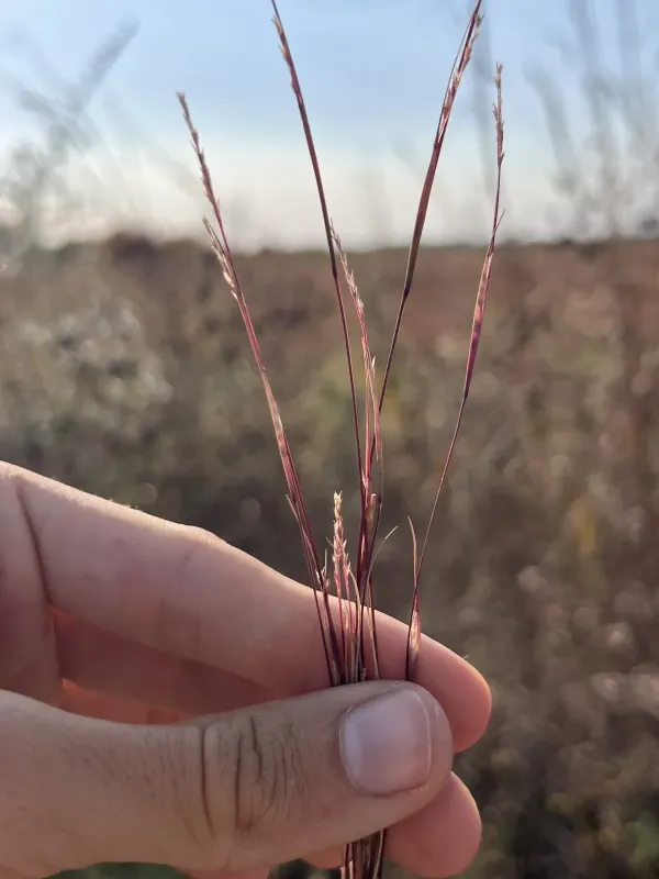 Sporobolus neglectus