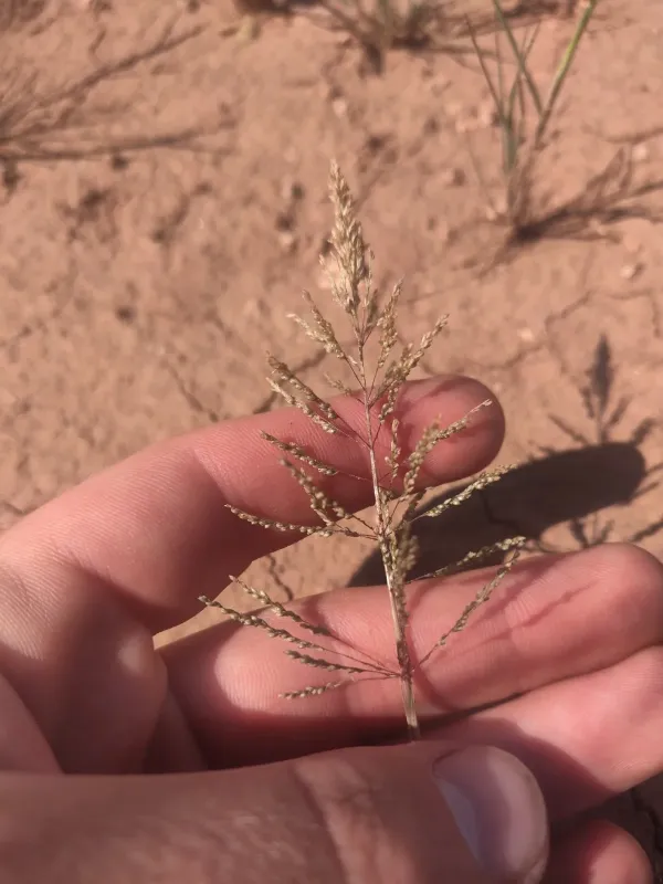 Pyramid dropseed