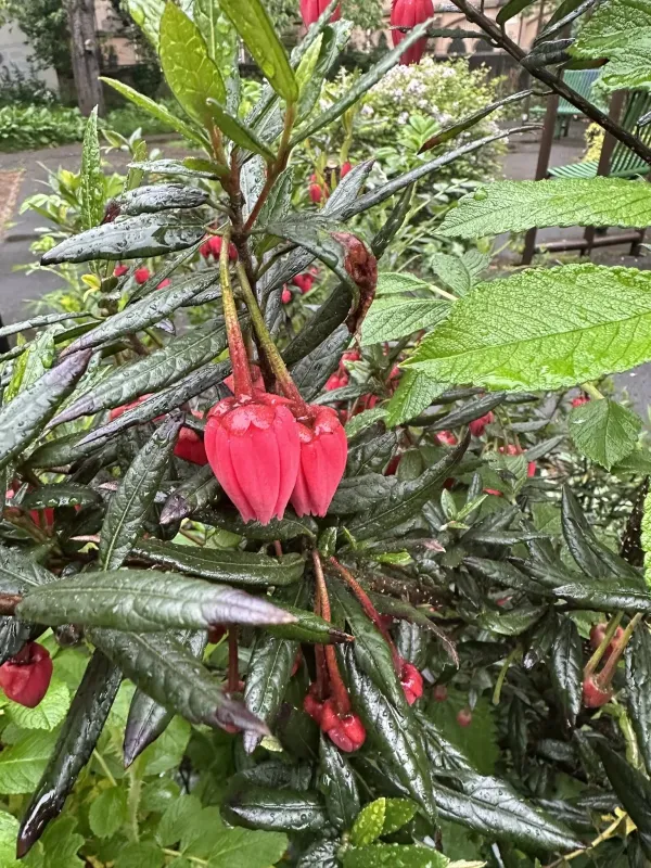 Crinodendron hookerianum