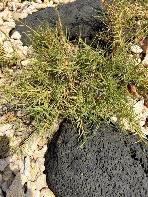 Sporobolus tremulus