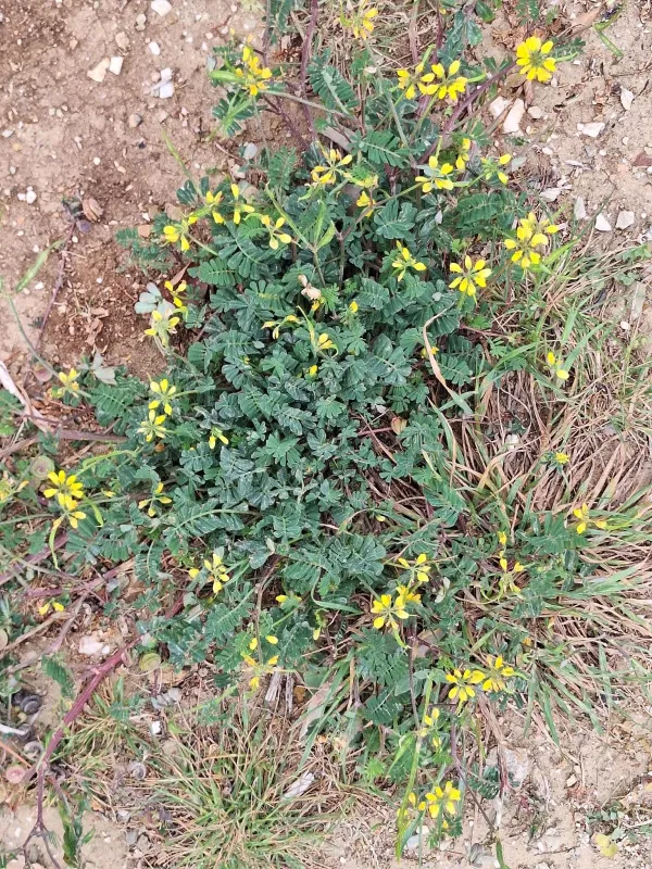 Coronilla securidaca