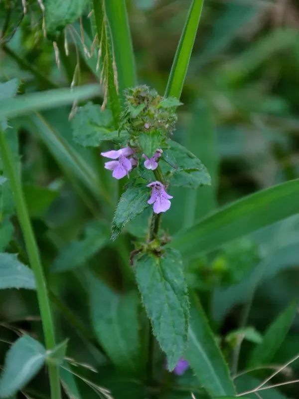 Rieder's hedge-nettle