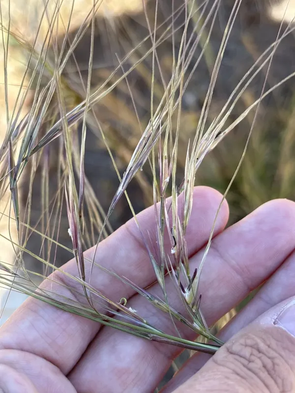 Nodding needlegrass