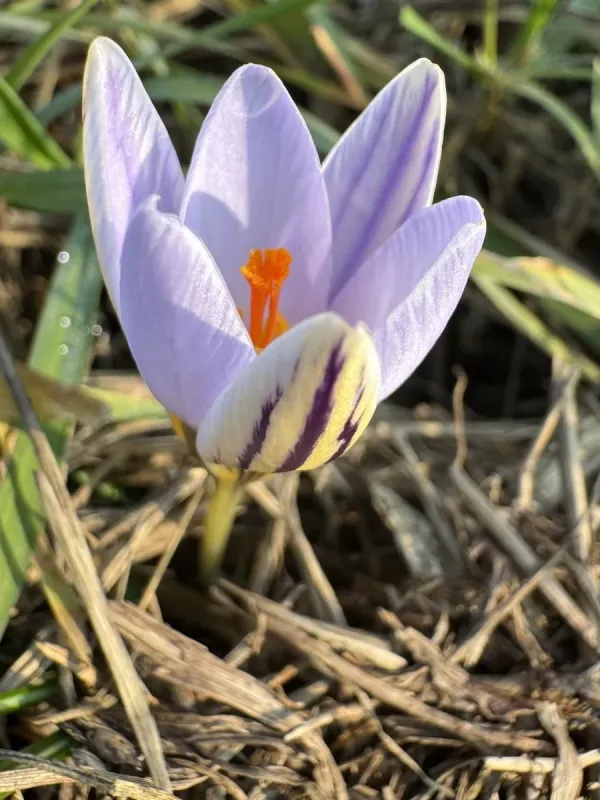 Silvery crocus