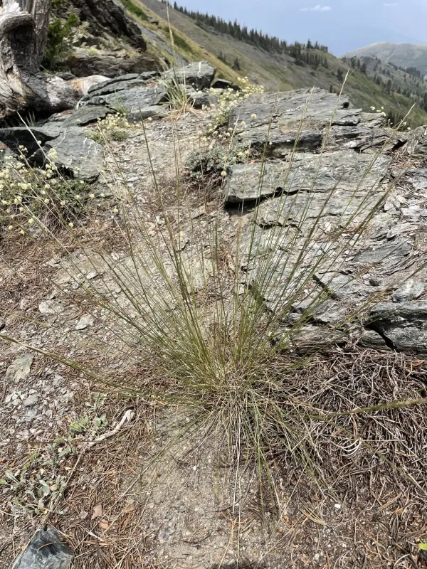 Letterman's needlegrass