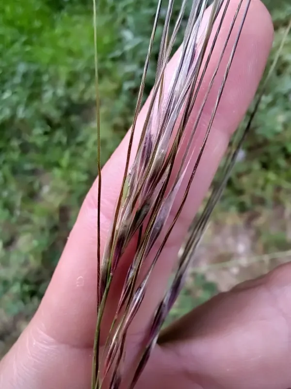 Nees' needlegrass