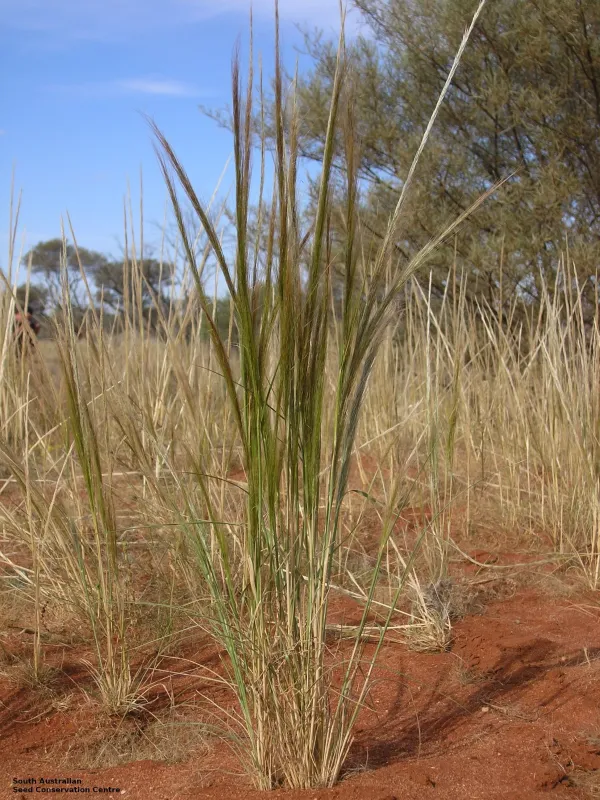 Stipa nitida