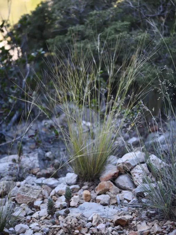 Stipa offneri