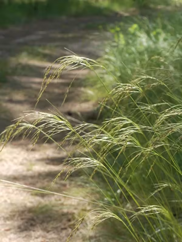 Richardson's needlegrass