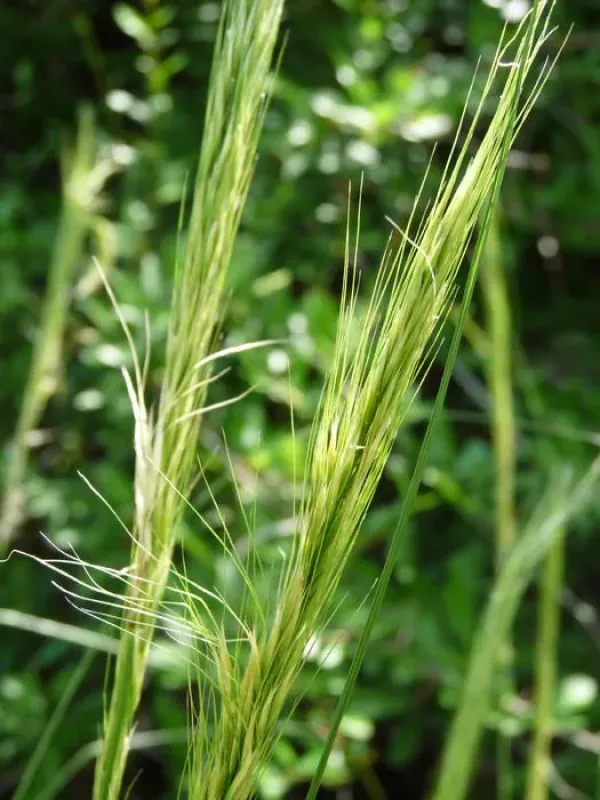 Robust needlegrass