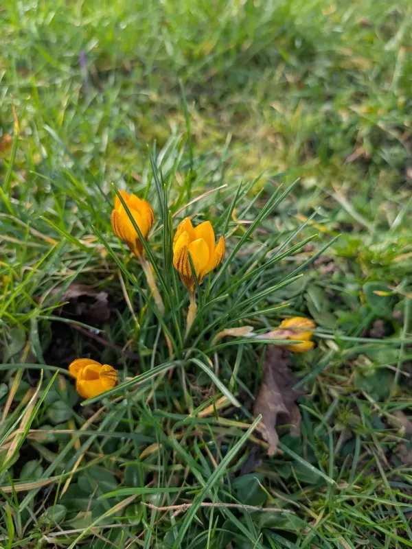 Golden Crocus
