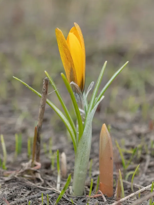 Korolkow's crocus