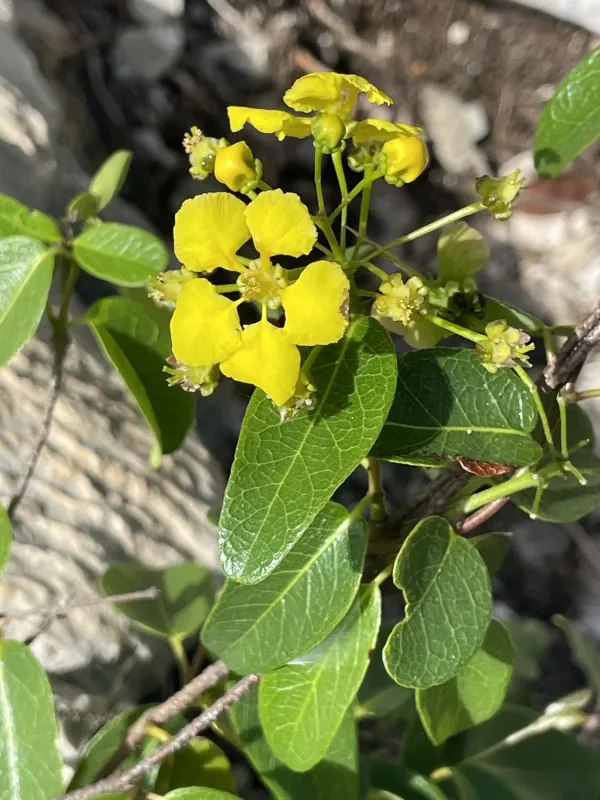 Stigmaphyllon periplocifolium