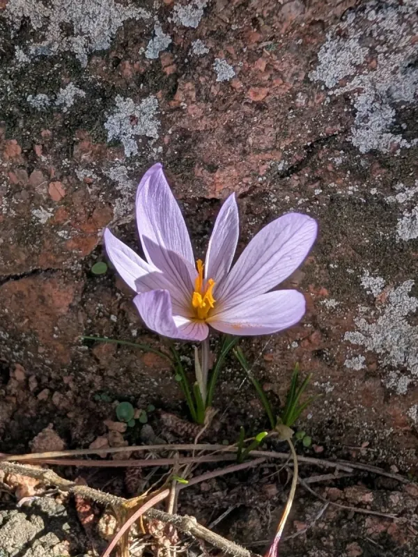 Saffron crocus