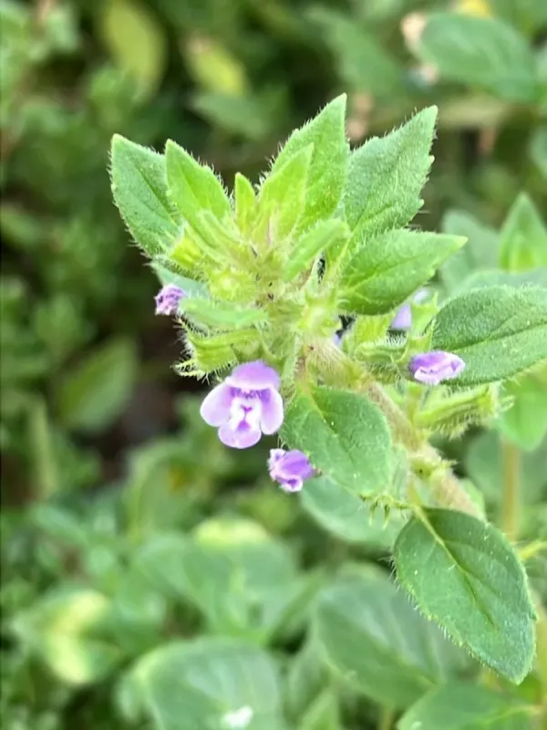 Clinopodium acinos