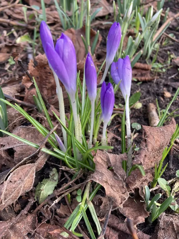 Crocus tommasinianus