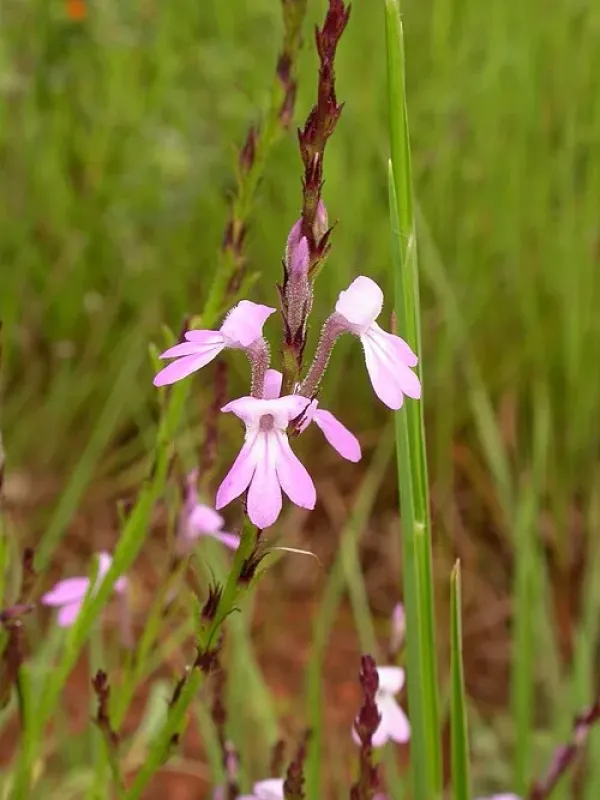 Striga junodii