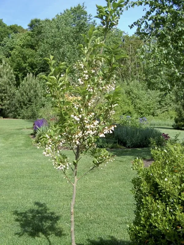 Styrax shweliensis
