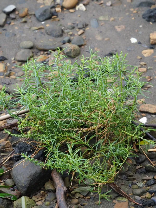 Sea blite