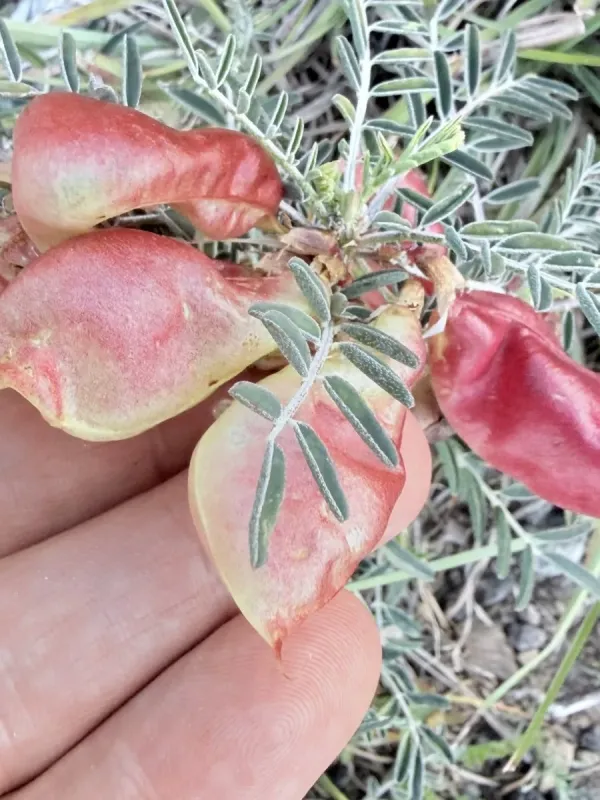Sutherlandia frutescens