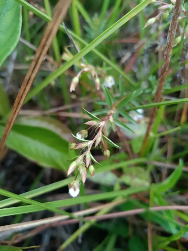 Sauvagesia rubiginosa