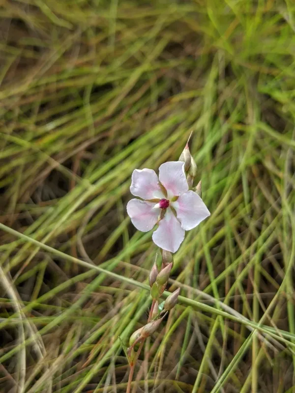 Sauvagesia sprengelii