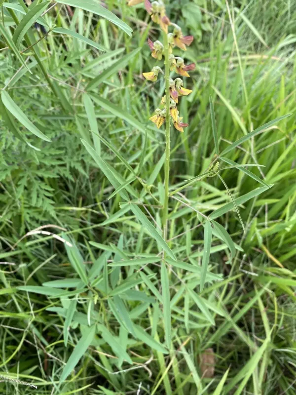 Crotalaria lanceolata