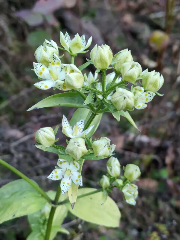 Swertia bimaculata