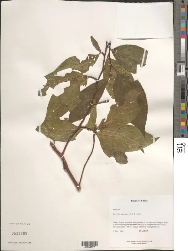 Stewartia gemmata