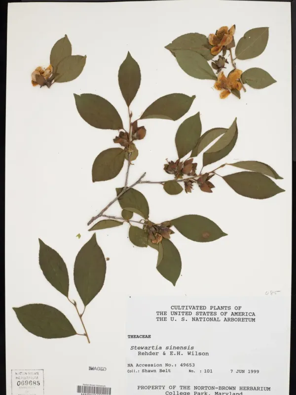 Chinese Stewartia