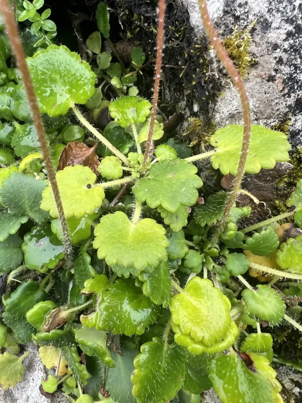 Kidney saxifrage