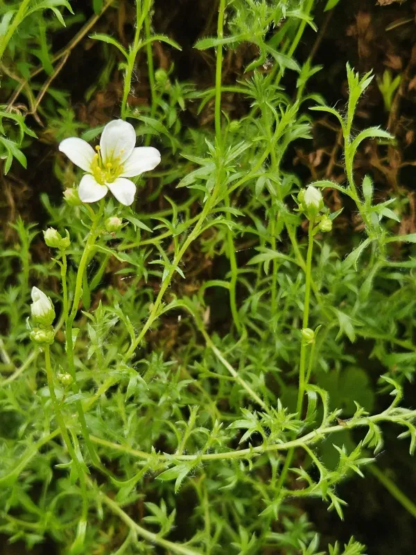 Mossy saxifrage