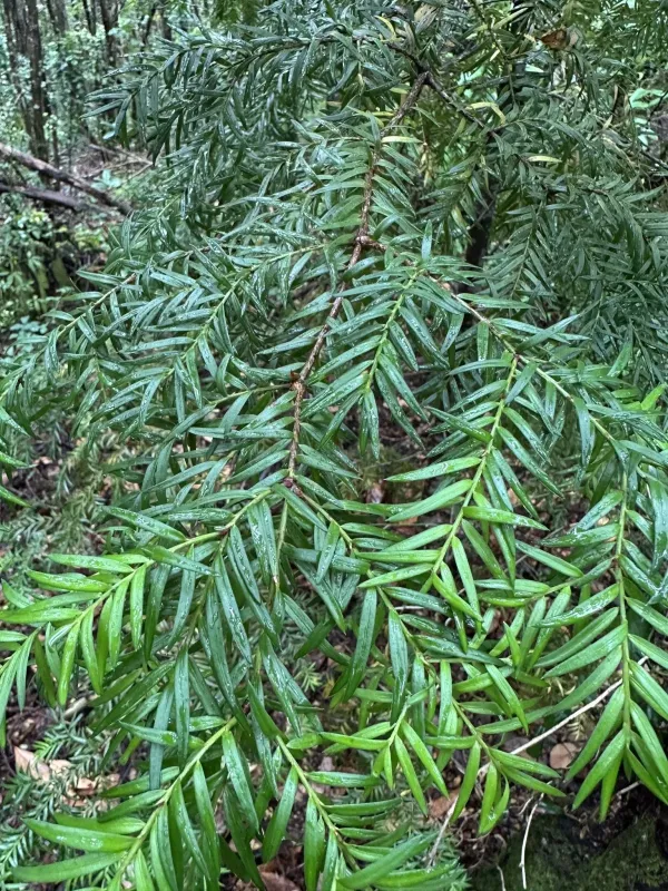 Prince Albert's yew