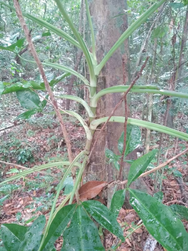 Syngonium auritum