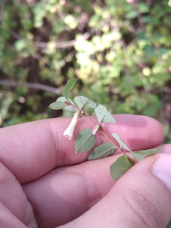 Littleleaf snowberry