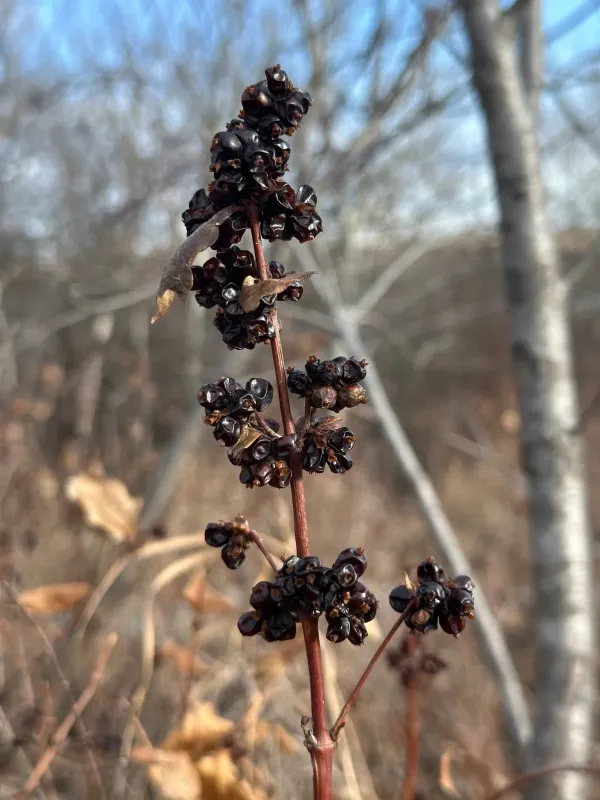 Western snowberry