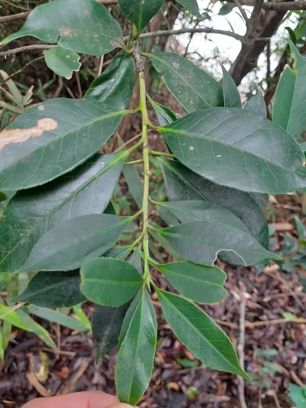 Symplocos lucida