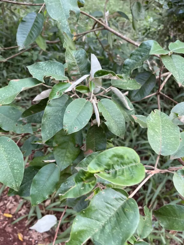 Croton megalocarpus