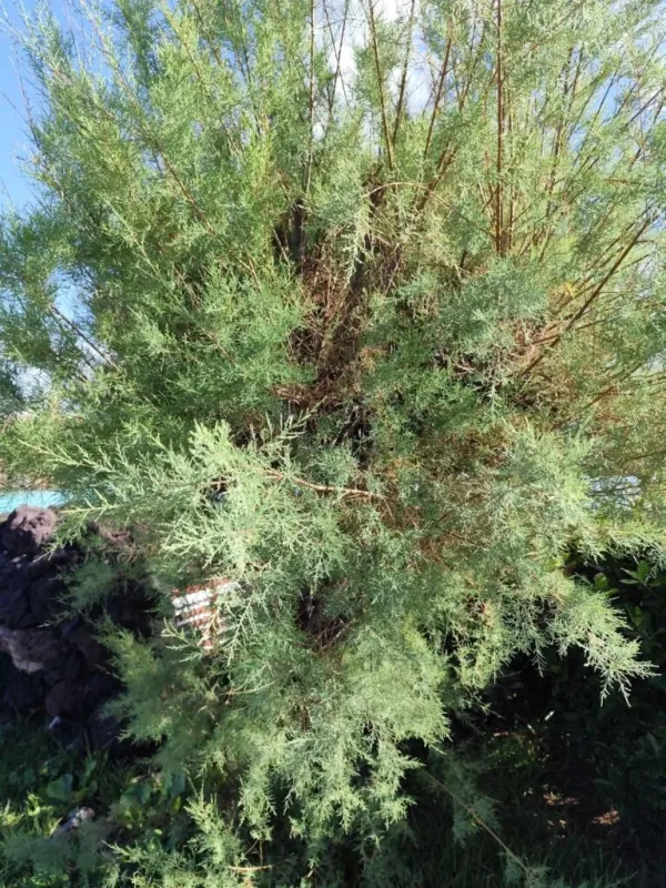 Salt cedar