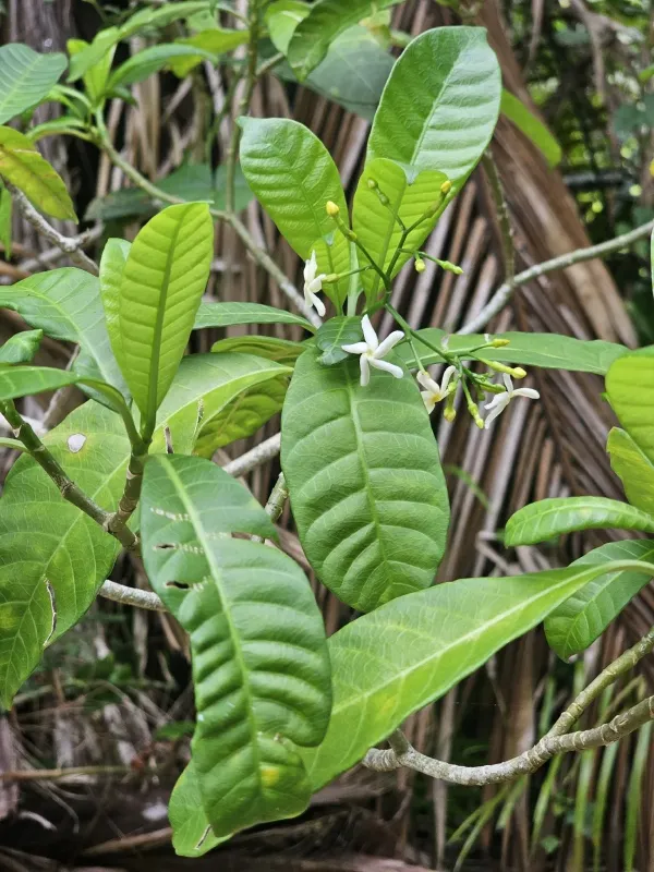White Tabernaemontana