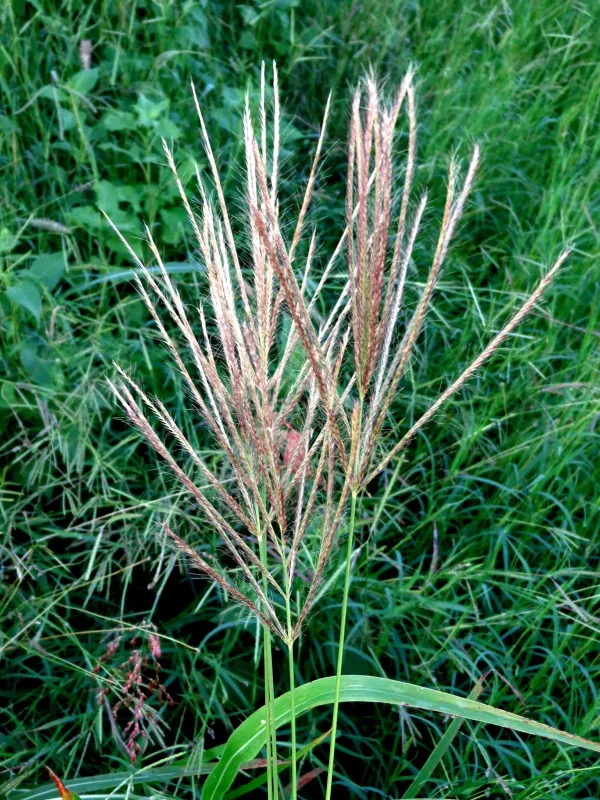 Trichloris pluriflora
