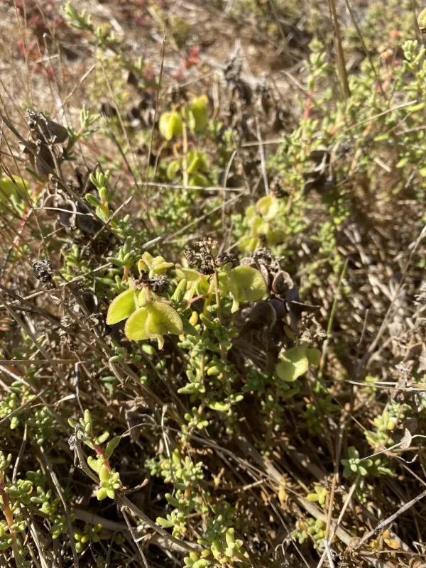 Tetragonia fruticosa