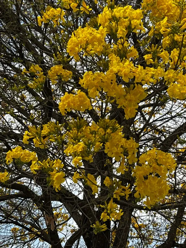 Tecoma serratifolia