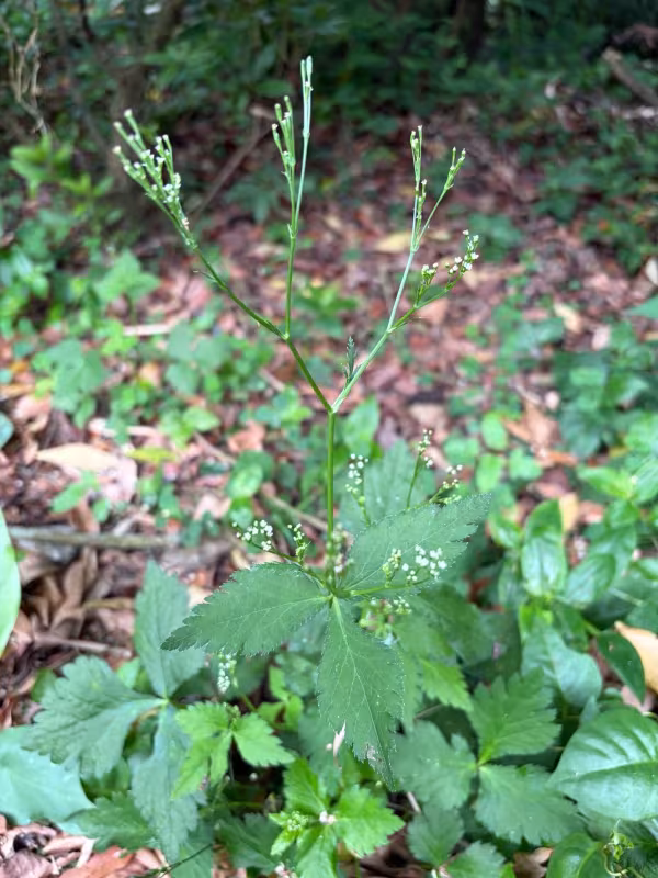 Japanese parsley