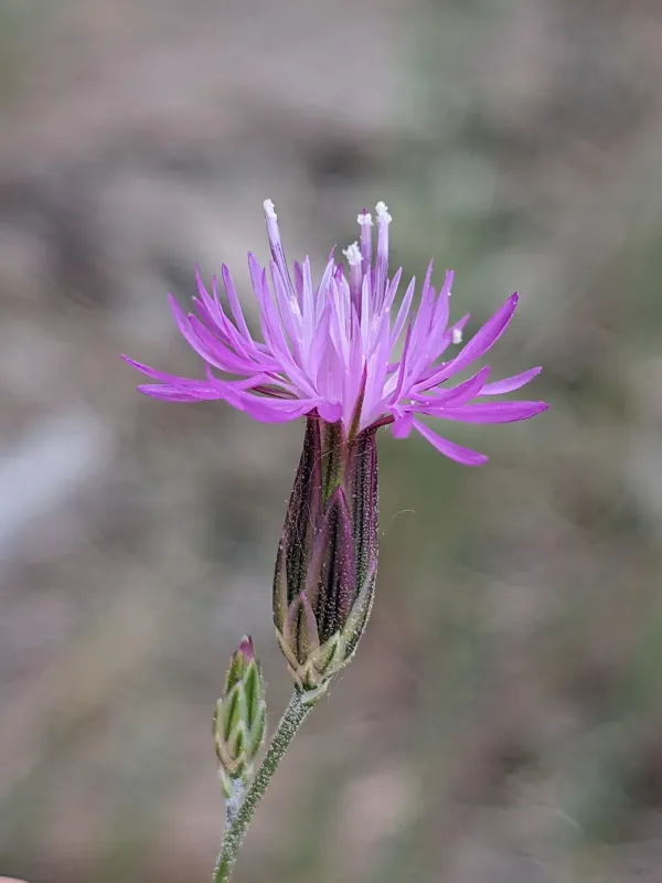 Crupina vulgaris