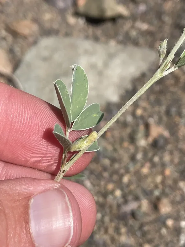 Tephrosia uniflora