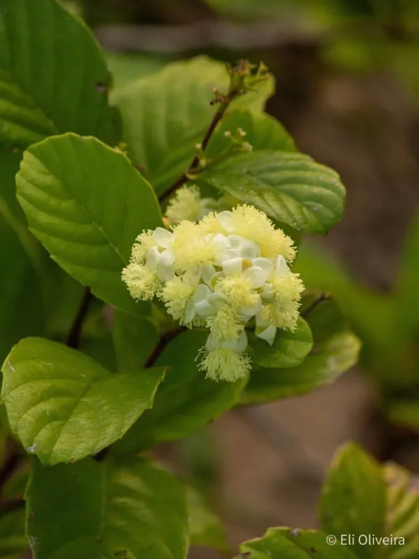 Tetracera breyniana