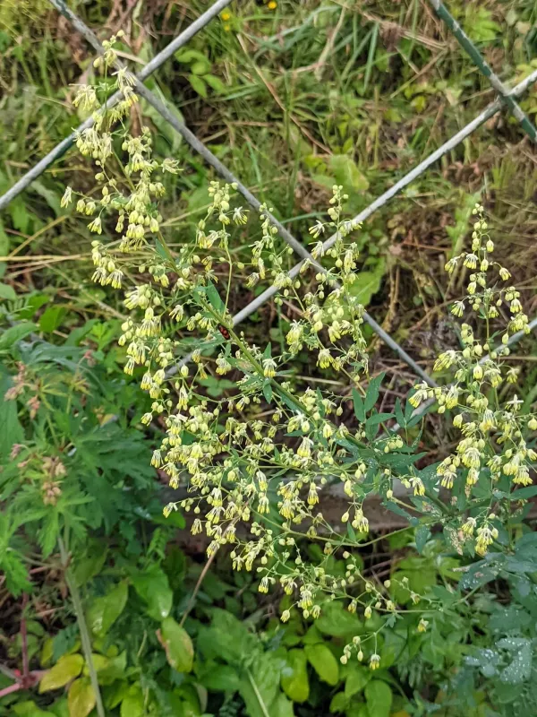 Simple meadow-rue